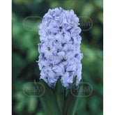 Hectarul - Set 2 bulbi, Zambila General Köehler